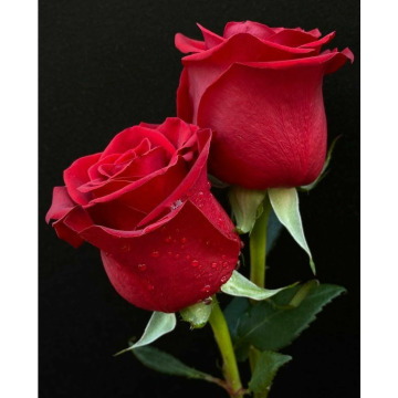 Photo for notice Kathleen BURGESS