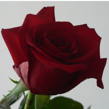 Photo for notice Kathleen BURGESS