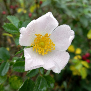 Photo for notice Gillian Phyllis Blanchflower GIFKINS