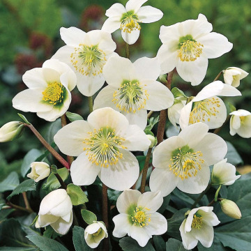 Notice Gallery for MALCOLM DENNIS RICHARDS