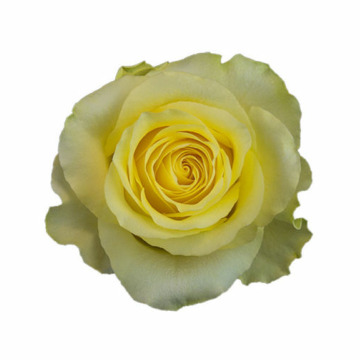 Photo for notice Joan Margery WOOD