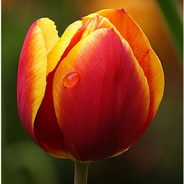 Photo of Adriana Helena COOK