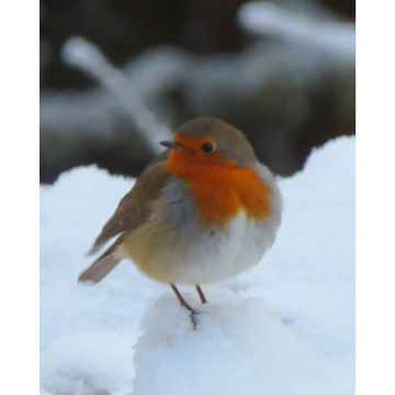 Photo for notice June Susan BOULTON