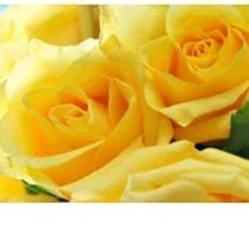 Photo of Rita GURNEY