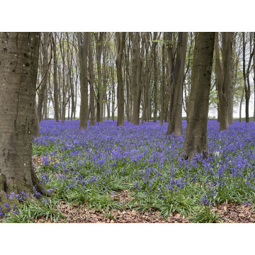 Photo of Joyce WHITEHURST