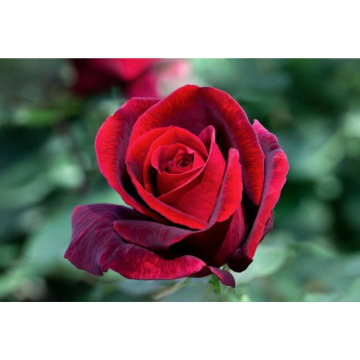 Photo for notice David William Henry Cecil COUSINS