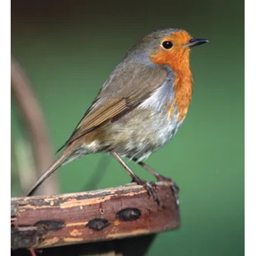 Photo of Rosamund LAWRANCE