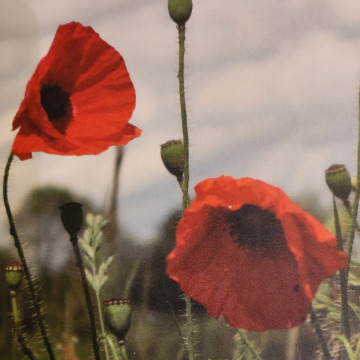 Photo for notice Carol Lesley COLLINS