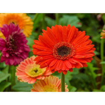 Photo of Kathleen Bernice TEMBY