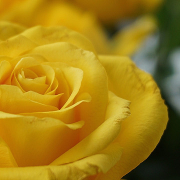 Photo of Marion HALL