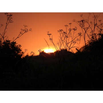 Photo for notice Jocelyn Frances BARKER