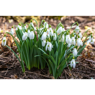 Photo of Margaret DAVIES