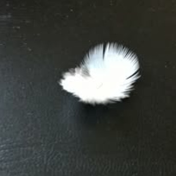 Photo for notice Lesley Ann MOYES