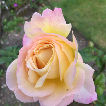 Photo for notice Sandra June GILLIVER