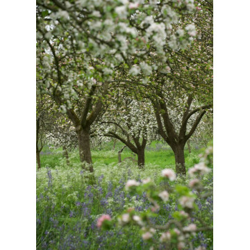 Photo of Valerie BEAUMONT-FREELAND
