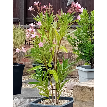 Photo for notice Phyllis HOWARD