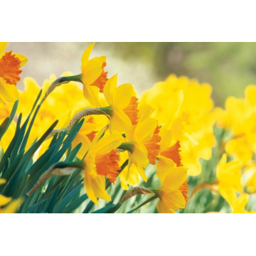 Photo of Bertha Grace JONES