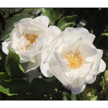 Photo for notice Clarice Ellen SMITH