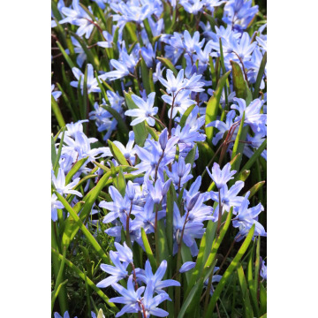 Photo for notice Esma TRAFFORD