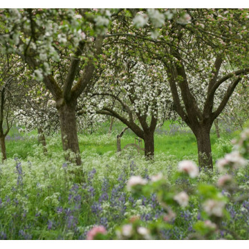 Notice Gallery for Sheila Mary GARDINER