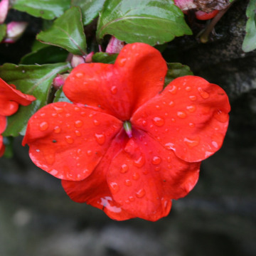 Photo for notice Sylvia Mary Margaret SANDERS