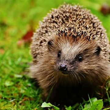 Photo for notice Janette HOLBROOK