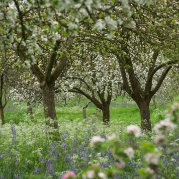 Photo of Valerie Carol BURGESS