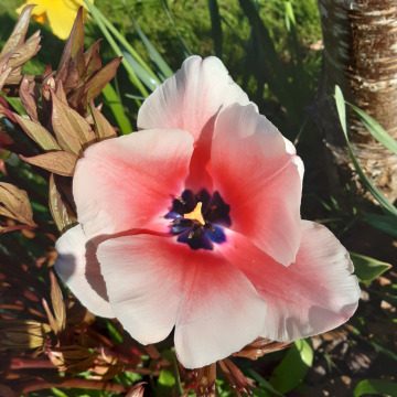 Photo for notice Shirley Ann AIRD