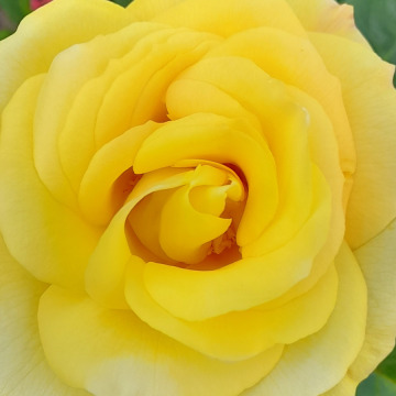 Photo for notice Georgina Mary JEFFS