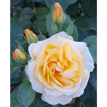 Photo for notice Georgina Mary JEFFS