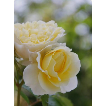 Photo for notice Joyce Florence GOODALL