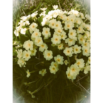 Photo for notice Sheila REED