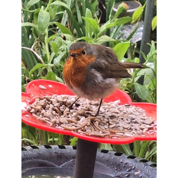 Photo for notice Harry Guest