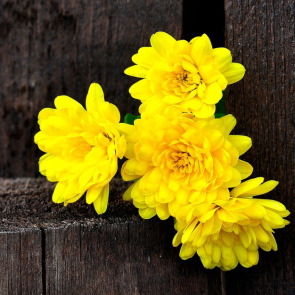 funeral_flowers_and_their_meanings_photo_right_1